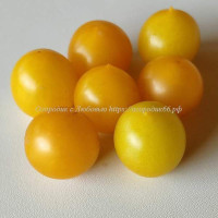 Томат Сладкий черри желтый ( Sweet Cherry Yellow)