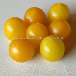 Томат Сладкий черри желтый ( Sweet Cherry Yellow)