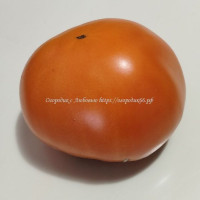 Томат Совершенная Хурма Юко ( Yuko's Persimmon Perfection, США)