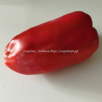 Сладкий перец Нажеранский (Najerano Pepper)