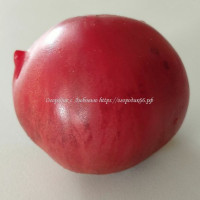 Томат Древний из Ломбардии (Antico di Lombardia, Италия)
