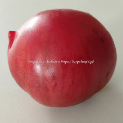 Томат Древний из Ломбардии (Antico di Lombardia, Италия)