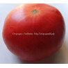 Томат Кентуки розовый  (Kentucky Pink Stamper)