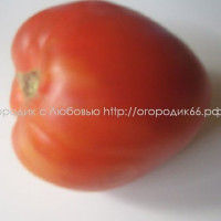 Томат Провенцано (Provenzano)