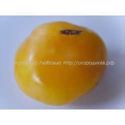 Томат Большой Зак жёлтый (Big Zac Yellow)