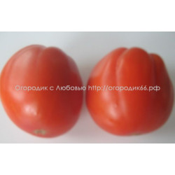 Груша красная (Red Pear) Италия