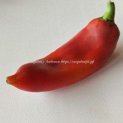 Сладкий перец Amarillo Ros De Mallorca, Испания