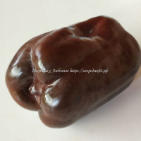 Сладкий перец Шоколад (Chocolate Cub), США