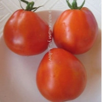 Томат Французские красные груши(Franchi Red Pear) Италия