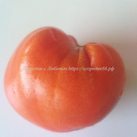 Томат Гигант калабрезе (Gigante Calabrese)