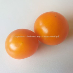 Томат Orange Pixie