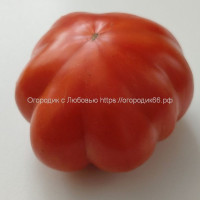 Томат Античная Роза Ди ( Rosa Antiquo Di, Италия)