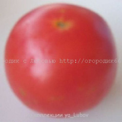 Томат Гигант Бельгии (Pink Giant Belgium), США