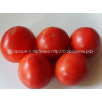Томат Сибирская лиана
