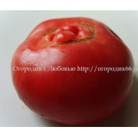 Томат Литовский (Lithuanian )