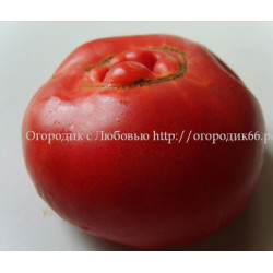 Томат Литовский (Lithuanian )