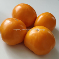 Томат Совершенная Хурма Юко ( Yuko's Persimmon Perfection, США)