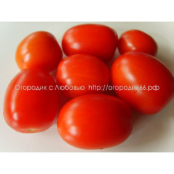Томат Жемчужина Сибири