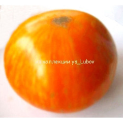 Томат Жемчужина Джанет (Janet’s Jacinth Jewel), США