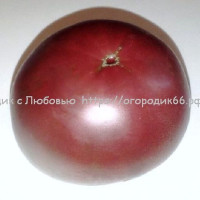 Томат Сиреневое озеро
