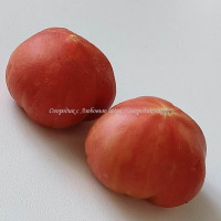 Томат Невероятно Сладкая Тайна Розовая ( Incredible Sweet Pink