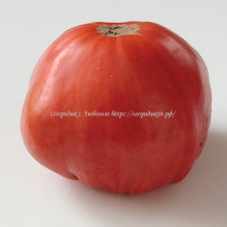 Томат Красный Килограмм Салерно ( Chilo Rosso Di Salerno
