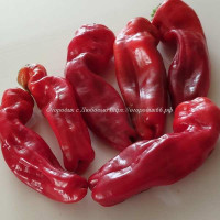Сладкий перец Рог красного быка (Nocera Rosso), Италия