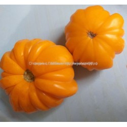Лотарингская  красавица оранжевая (Beauty Lottringa Orange) Франция