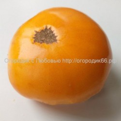 Томат Персимон(Persimmon) США