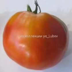 Царь томатов