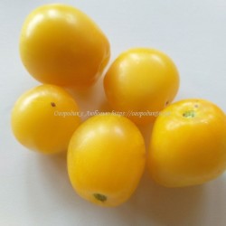 Томат Лимонное Мороженое (Dwarf Lemon Ise )