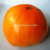 Томат Бизон оранжевый
