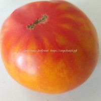 Дедушкин грейпфрут (Pamplemousse de Grand Pere)