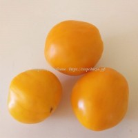 Томат Бочонок Оранжевый (Woodle Orange)