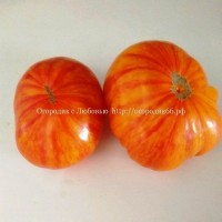 Томат Большой полосатый оранжевый