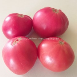 Томат Дутки розовый (Dutka's Pink)