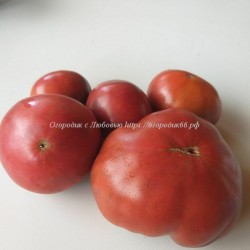 Томат Camone Grown