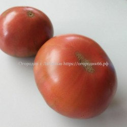 Томат Большая зеленая роза (Grosse Verte Rose)