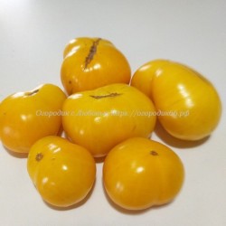 Томат Жёлтый Жасмин ( Dwarf Jasmine Yellow) США, Австралия