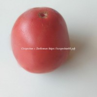 Томат Краса Сибири