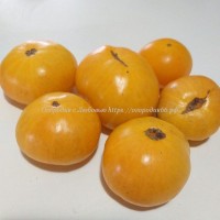 Томат Оранжевый Крем (Dwarf Orange Cream ), Австралия - США