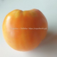 Томат Рыжий апельсин (Rughy Orange)