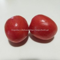 Томат Шугар Сливово-Малиновый (Shugar Plum Raspberry)