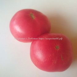 Томат Morado de Cuevas de San Marcos (Rose)