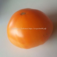 Томат Брендивайн абрикосовый (Brandywine Apricot  ), США